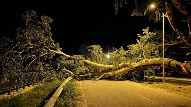 Bursa'da kavak ağacı devrildi, yol trafiğe kapandı