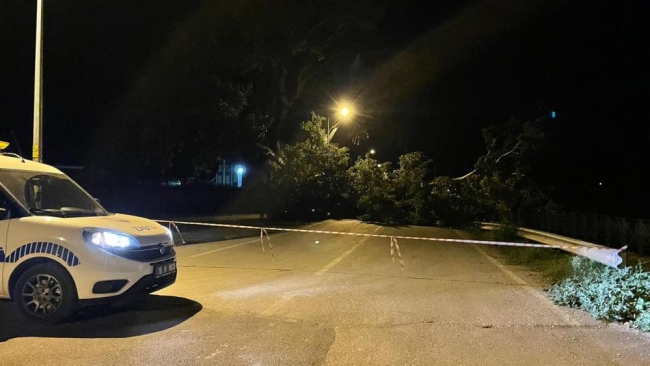 Bursa'da kavak ağacı devrildi, yol trafiğe kapandı