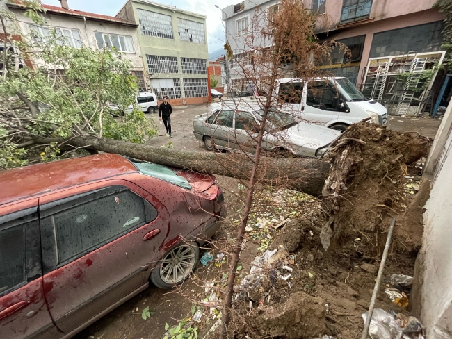 Bursa'da lodos: Ağaç araçların üstüne devrildi