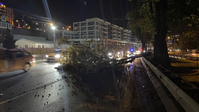 Trabzon'da fırtına: Ağaçlar devrildi