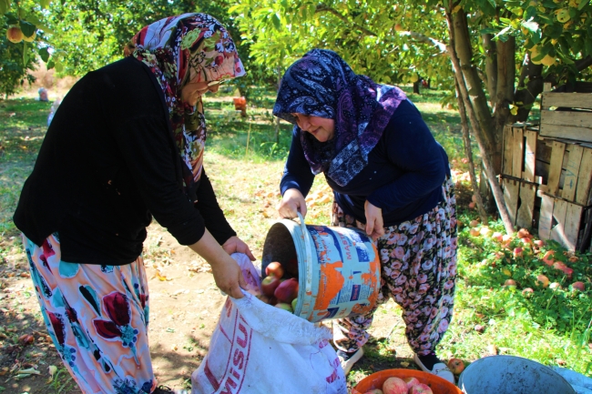 Elma hasadına başlanan Amasya’da bahçeler rengarenk