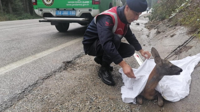 Bolu'da otomobilin çarptığı karaca tedaviye alındı