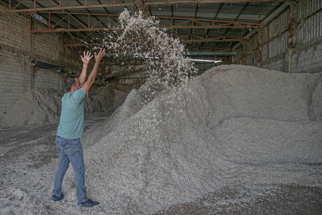 Pamuğun tarladan fabrikaya zahmetli yolculuğu