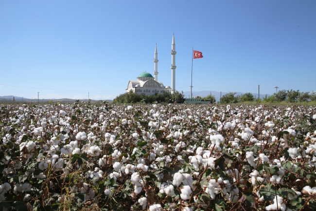 Pamuğun tarladan fabrikaya zahmetli yolculuğu