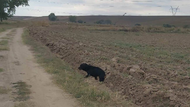 Su kuyusuna düşen köpek kurtarıldı