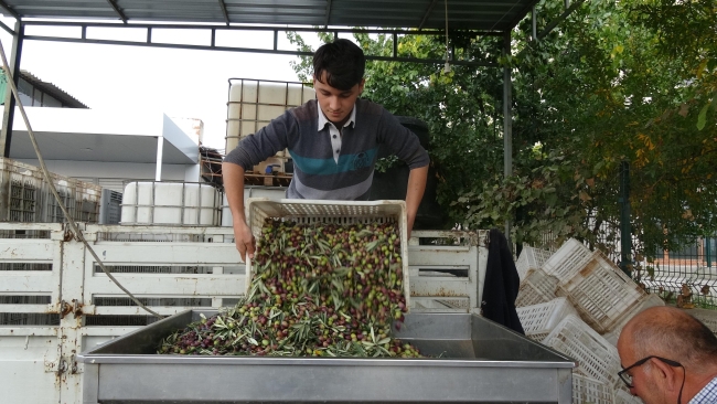 Zeytin hırsızlığına karşı kameralı ve komandolu önlem