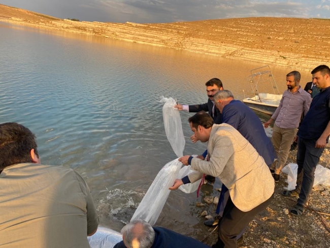 Şanlıurfa'da baraj göletine 1 milyon balık yavrusu bırakıldı