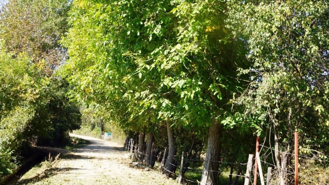 Kastamonu'da ağaçtan düşen 3 kişi öldü, onlarca kişi yaralandı