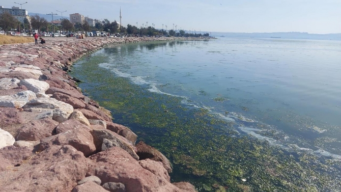 İzmir Körfezi deniz maruluyla yeşile büründü