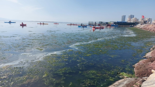 İzmir Körfezi deniz maruluyla yeşile büründü