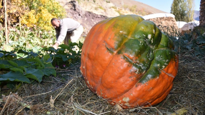 Bahçesinde yaklaşık 100 kilogramlık bal kabağı yetiştirdi