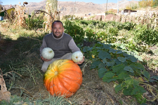 Bahçesinde yaklaşık 100 kilogramlık bal kabağı yetiştirdi