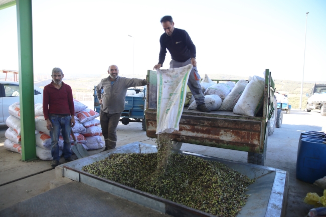 Zeytin çekirdekleri çevreci yakıta dönüştürülüyor