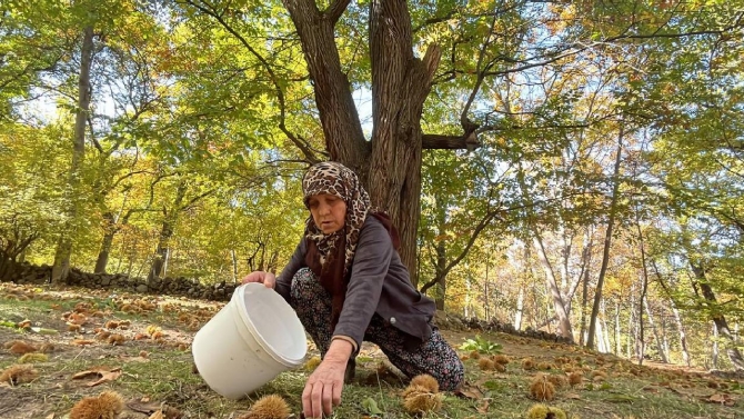 Isparta'da "kestane toplama nöbeti" sürüyor