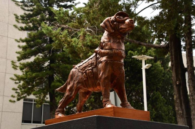 Meksika'nın kahraman köpeği Frida öldü