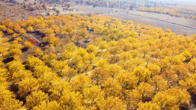 Malatya'da kayısı ağaçları drone ile görüntülendi