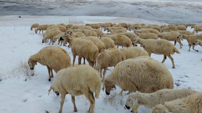 Sivas'ta meralar karla kaplandı