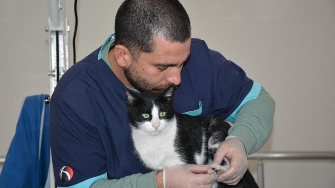 Bitlis'te sağlık çalışanlarının sahiplendiği kedi tedavi altına alındı