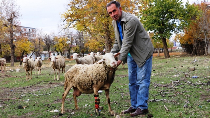 Ayağı kopan koyun protezle yeniden koşuyor