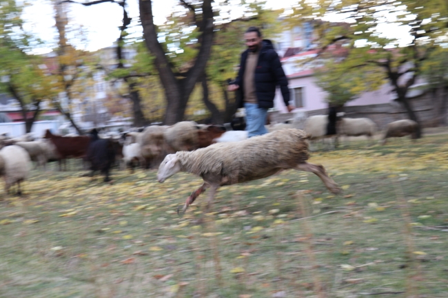 Ayağı kopan koyun protezle yeniden koşuyor