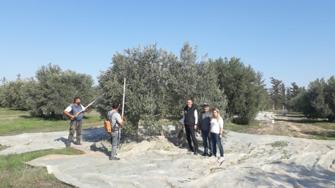 Tarımsal Araştırma Enstitüsü Müdürlüğü: “Yerli zeytin tescilinde son aşamaya gelindi”