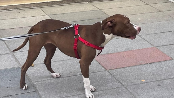 Pitbull başka bir köpeğe saldırdı