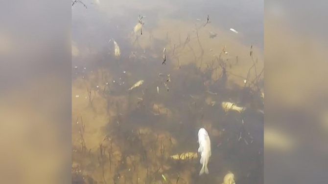 Tekirdağ'da toplu balık ölümleri: İnceleme başlatıldı