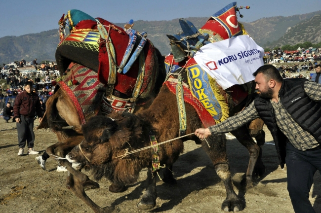 Aydın'da 150 deve güreşti