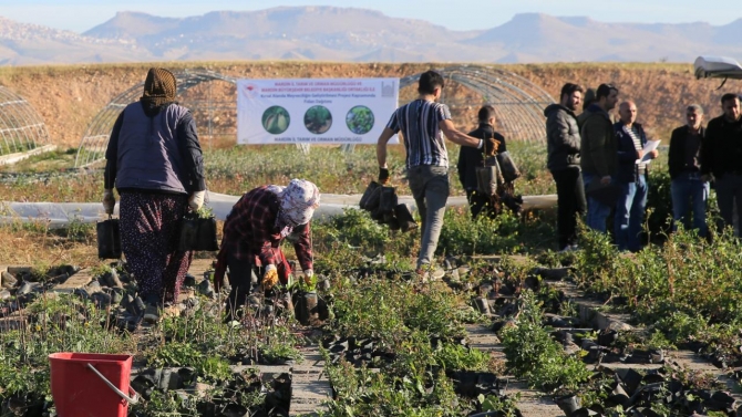 Toprakla buluşturulacak 1 milyon fidan üreticilere dağıtılıyor