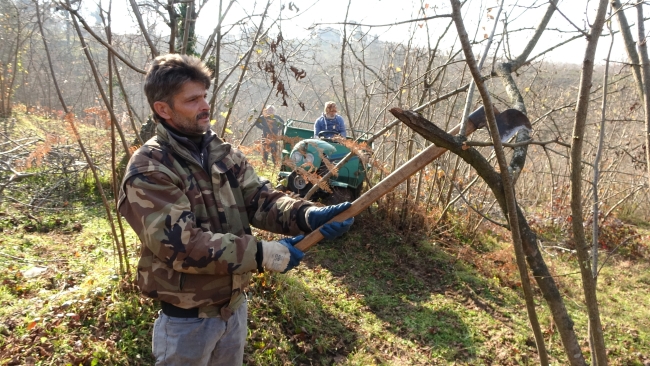 Ordu'da fındık üreticilerinin kışlık bakım mesaisi