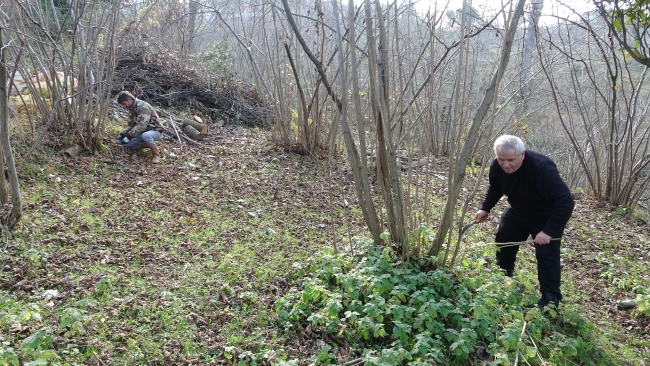 Ordu'da fındık üreticilerinin kışlık bakım mesaisi