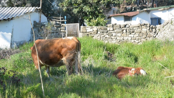 Adıyaman'da bir depremzede yerleştiği otele ineklerini de götürdü