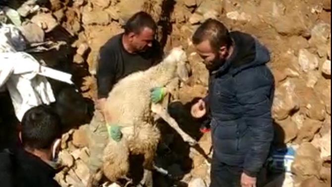 İki koyun depremin 17. gününde enkazdan canlı çıkarıldı