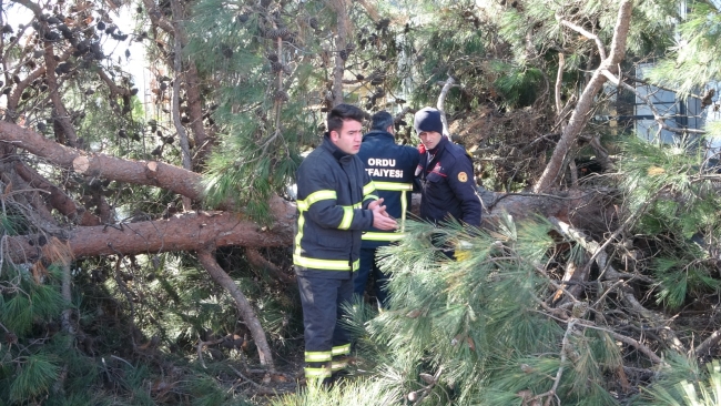 Ordu'da fırtına: Ağaç devrildi, dış cephe kaplaması koptu