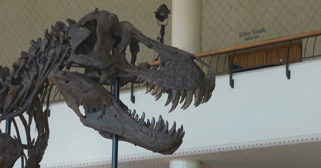 Dev dinozor iskeleti müzayede öncesi İsviçre'de sergileniyor