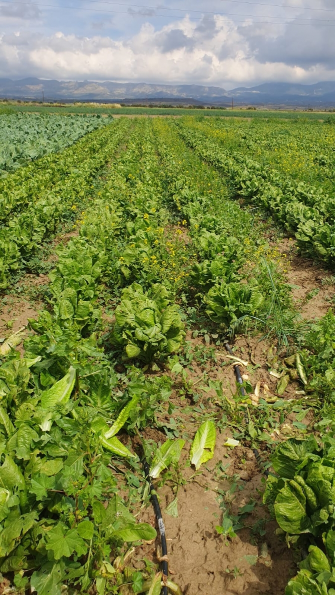 Bakan Çavuş’tan selden etkilenen üreticilere “geçmiş olsun” ziyareti